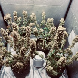 Nasiona marihuany Somango XL - opis odmiany konopi