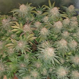 Nasiona medycznej marihuany automatyczne Solomatic CBD Auto - opis odmiany konopi