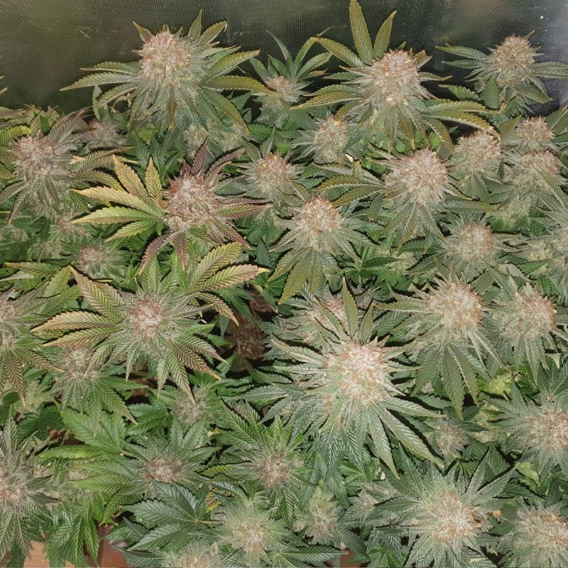 Nasiona medycznej marihuany automatyczne Solomatic CBD Auto - opis odmiany konopi