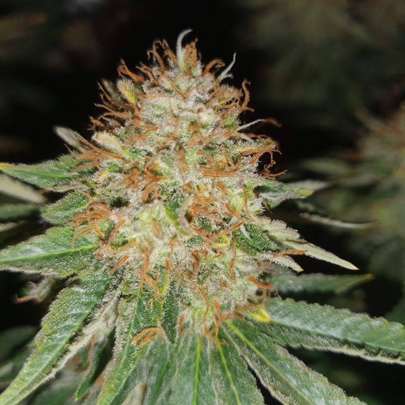 Nasiona marihuany Skunk XL - opis odmiany konopi