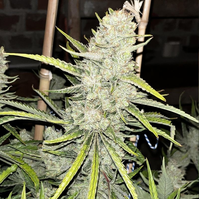 Nasiona marihuany Shining Silver Haze - opis odmiany konopi