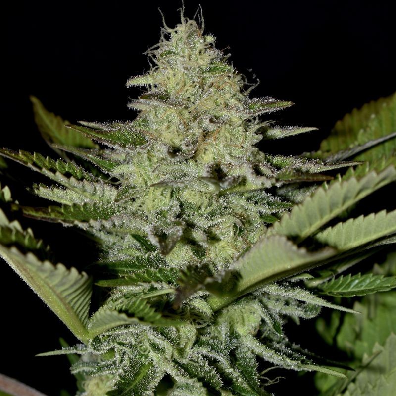Nasiona marihuany Sherbet Queen - opis odmiany konopi