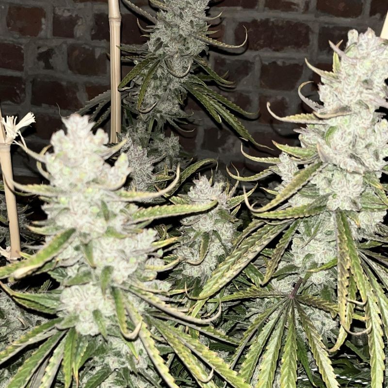 Nasiona marihuany Royal Moby - opis odmiany konopi