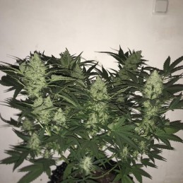 Medyczne nasiona marihuany Royal Medic CBD - opis odmiany konopi