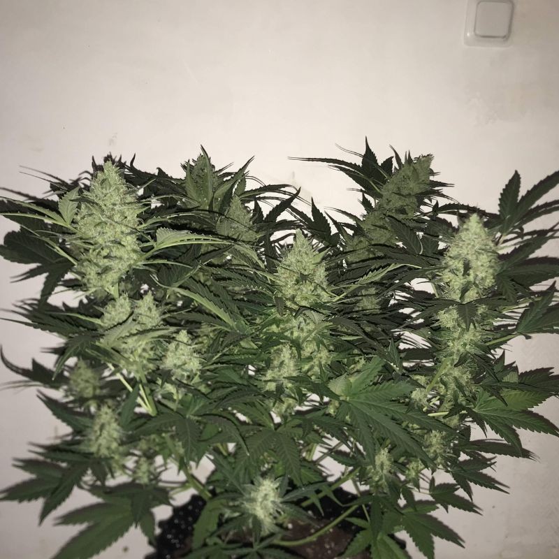 Medyczne nasiona marihuany Royal Medic CBD - opis odmiany konopi