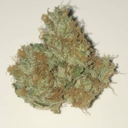 Nasiona marihuany automatyczne Royal Kush Automatic - opis odmiany konopi