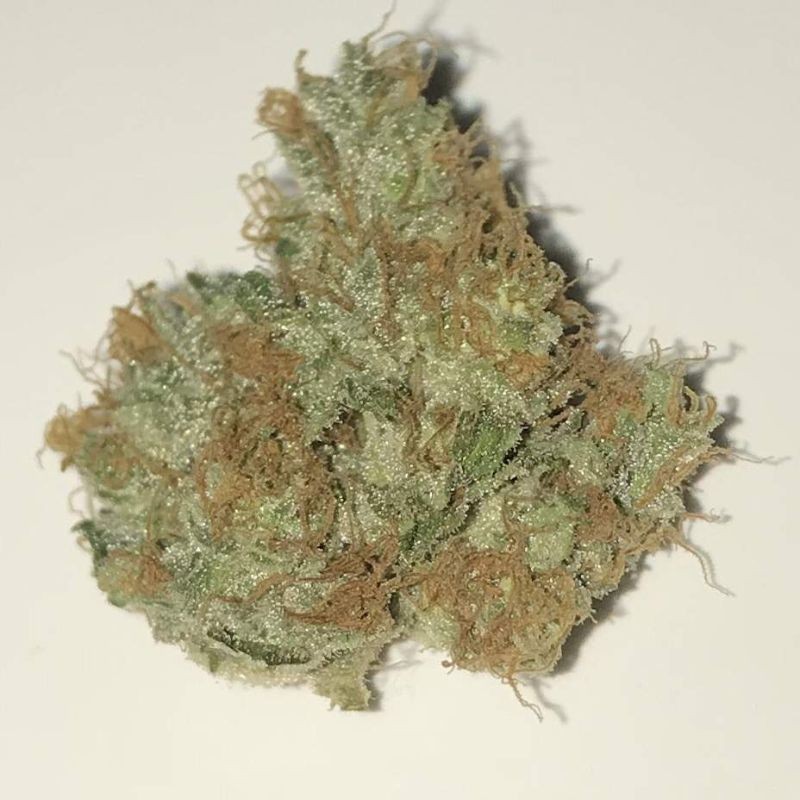 Nasiona marihuany automatyczne Royal Kush Automatic - opis odmiany konopi