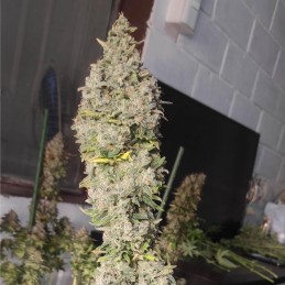 Nasiona marihuany automatyczne Royal Jack Automatic - opis odmiany konopi