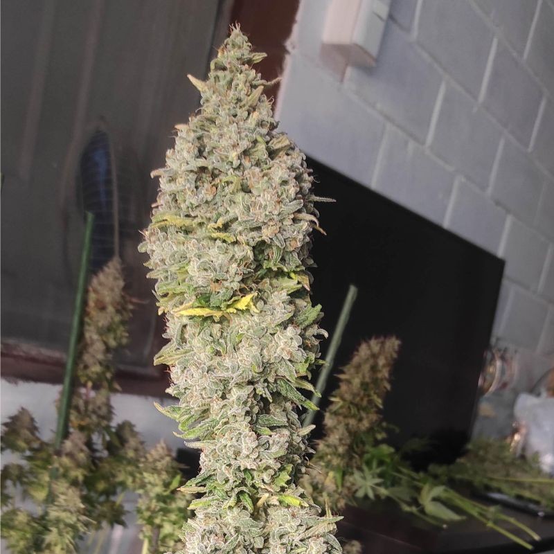Nasiona marihuany automatyczne Royal Jack Automatic - opis odmiany konopi