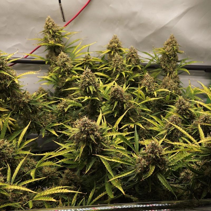 Nasiona marihuany medyczne Royal Highness CBD - opis odmiany konopi