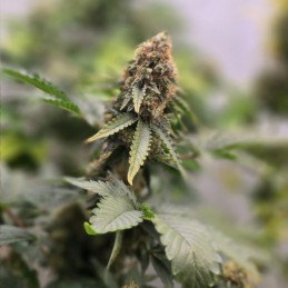 Nasiona marihuany automatyczne Royal Haze Automatic - opis odmiany konopi