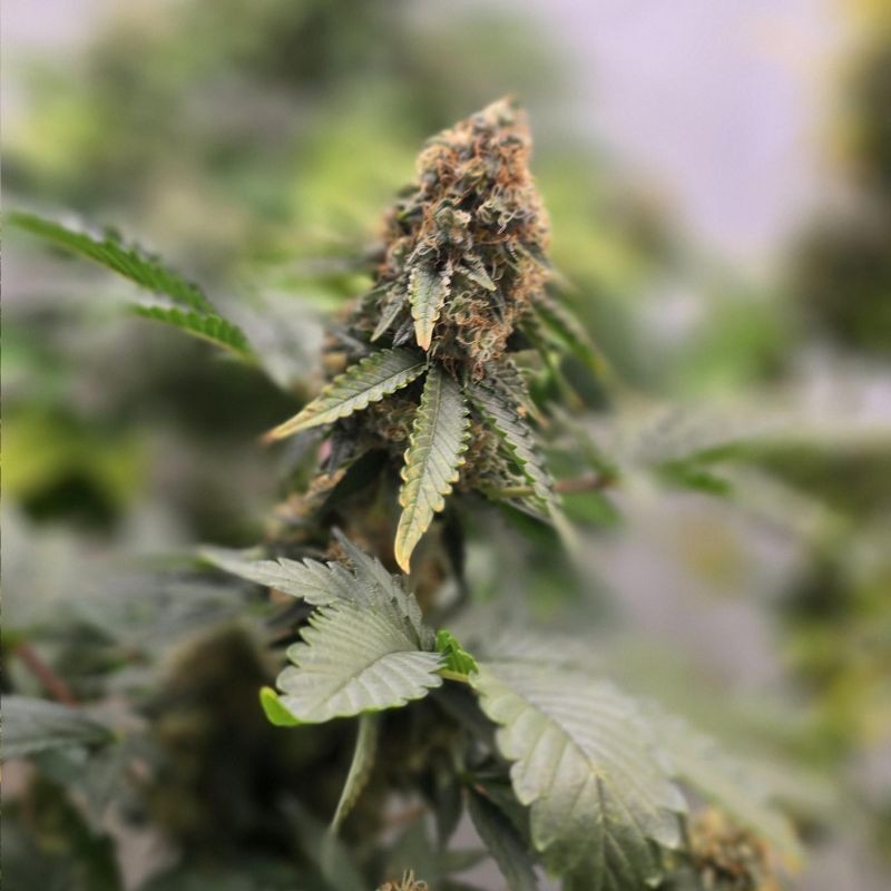 Nasiona marihuany automatyczne Royal Haze Automatic - opis odmiany konopi