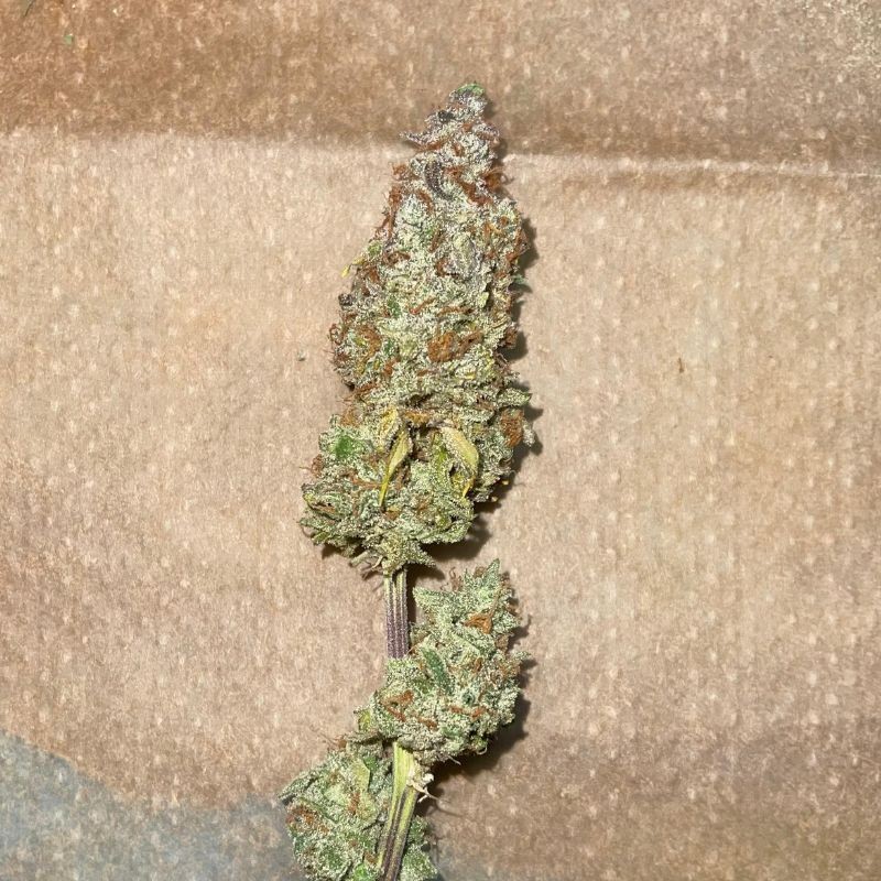 Nasiona marihuany automatyczne Royal Gorilla Automatic - opis odmiany konopi