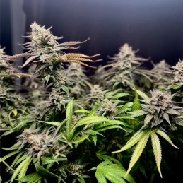 Nasiona marihuany Royal Gorilla - opis odmiany konopi