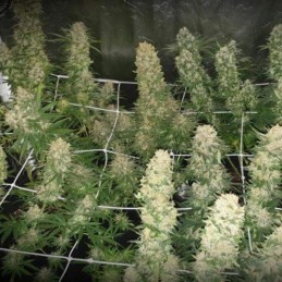 Nasiona marihuany Royal Domina - opis odmiany konopi