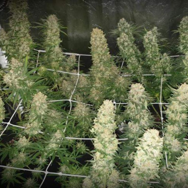 Nasiona marihuany Royal Domina - opis odmiany konopi