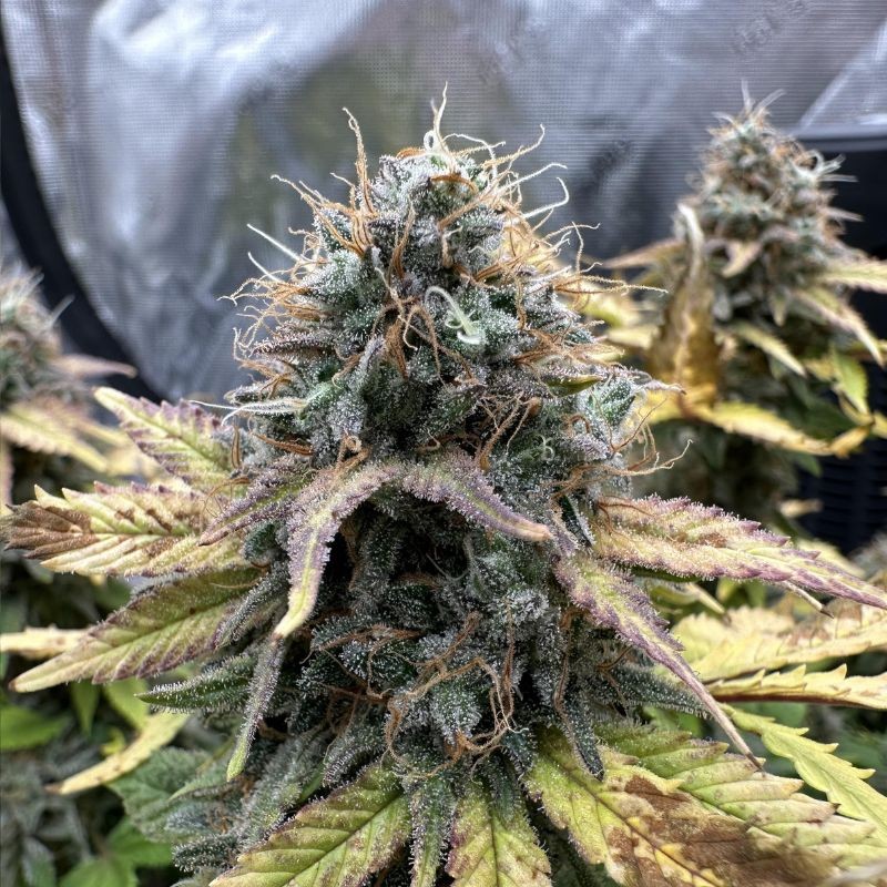 Nasiona marihuany automatyczne Royal Critical Automatic - opis odmiany konopi