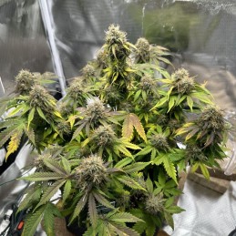 Nasiona marihuany automatyczne Royal Cookies Automatic - opis odmiany konopi