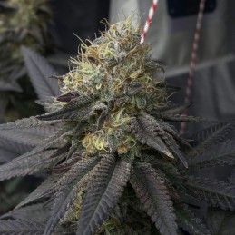 Nasiona marihuany Royal Cookies - opis odmiany konopi