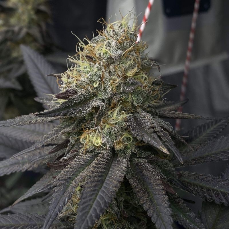 Nasiona marihuany Royal Cookies - opis odmiany konopi