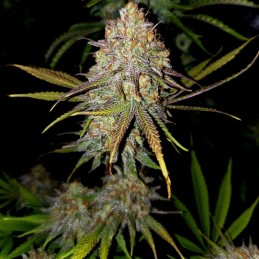 Nasiona marihuany Royal Cheese (Fast Flowering) - opis odmiany konopi