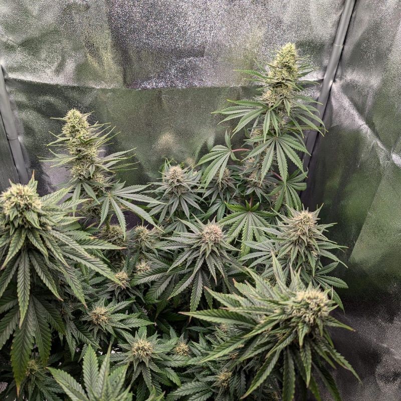Nasiona marihuany automatyczne Royal Cheese Automatic - opis odmiany konopi