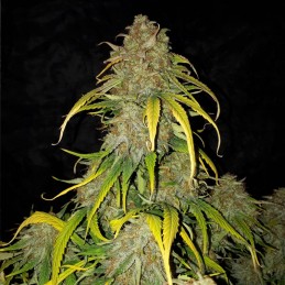 Nasiona marihuany automatyczne Royal AK Automatic - opis odmiany konopi
