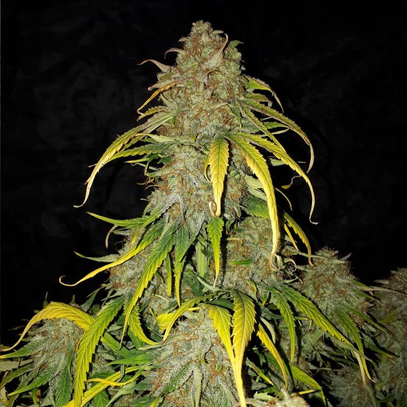 Nasiona marihuany automatyczne Royal AK Automatic - opis odmiany konopi