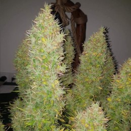 Nasiona marihuany Royal AK - opis odmiany konopi