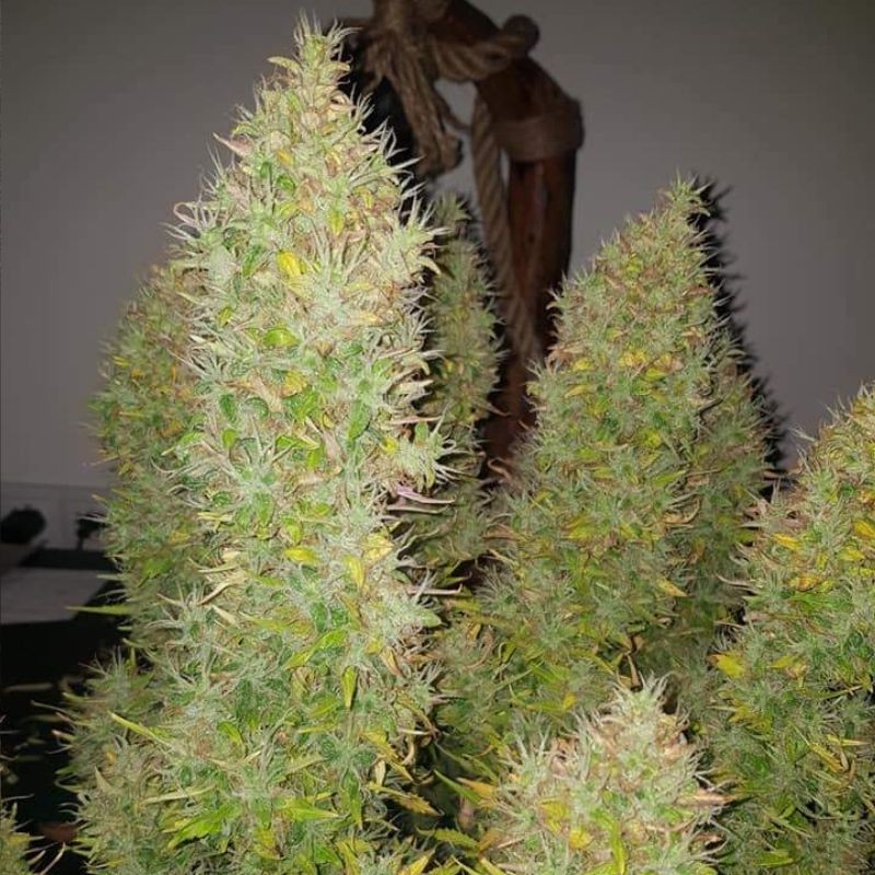 Nasiona marihuany Royal AK - opis odmiany konopi