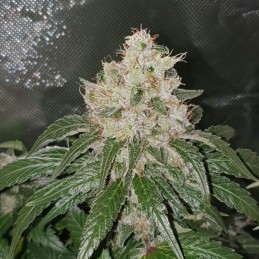 Nasiona marihuany Quick One - opis odmiany konopi