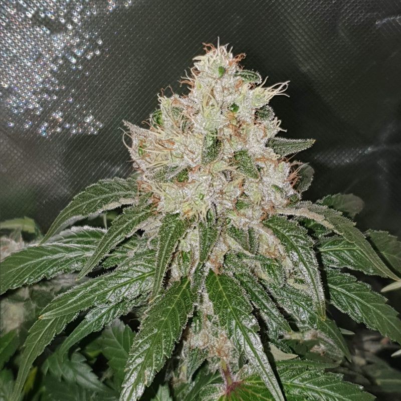 Nasiona marihuany Quick One - opis odmiany konopi