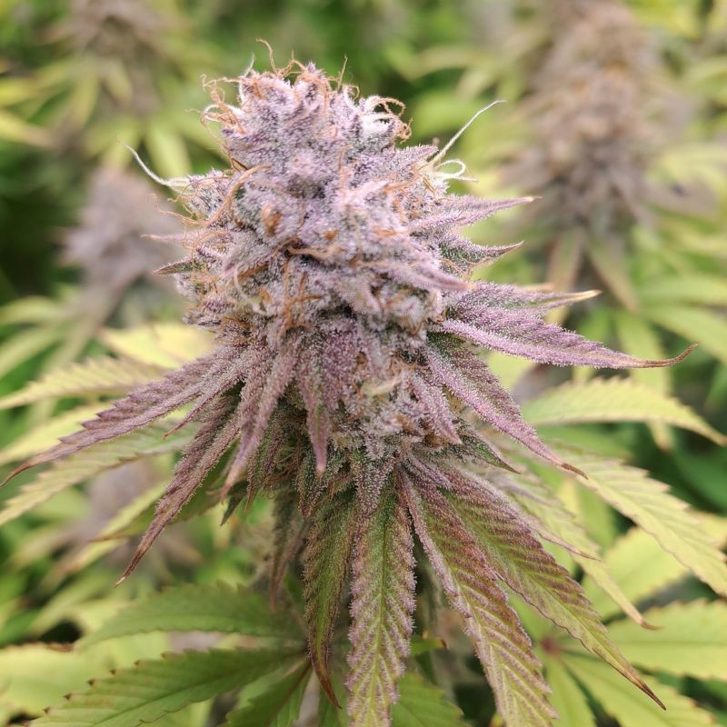 Nasiona marihuany Purple Queen - opis odmiany konopi