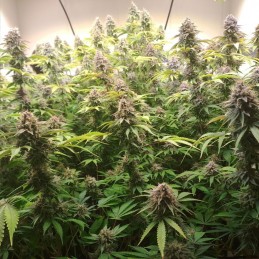 Nasiona marihuany Power Flower - opis odmiany konopi