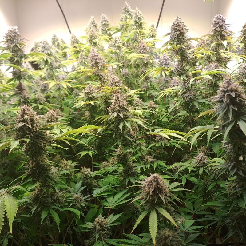 Nasiona marihuany Power Flower - opis odmiany konopi