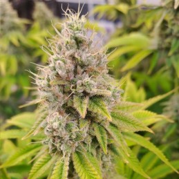 Nasiona marihuany Pineapple Kush - opis odmiany konopi