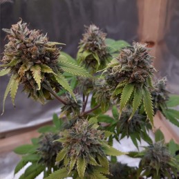 Nasiona medycznej marihuany Painkiller XL CBD - opis odmiany konopi