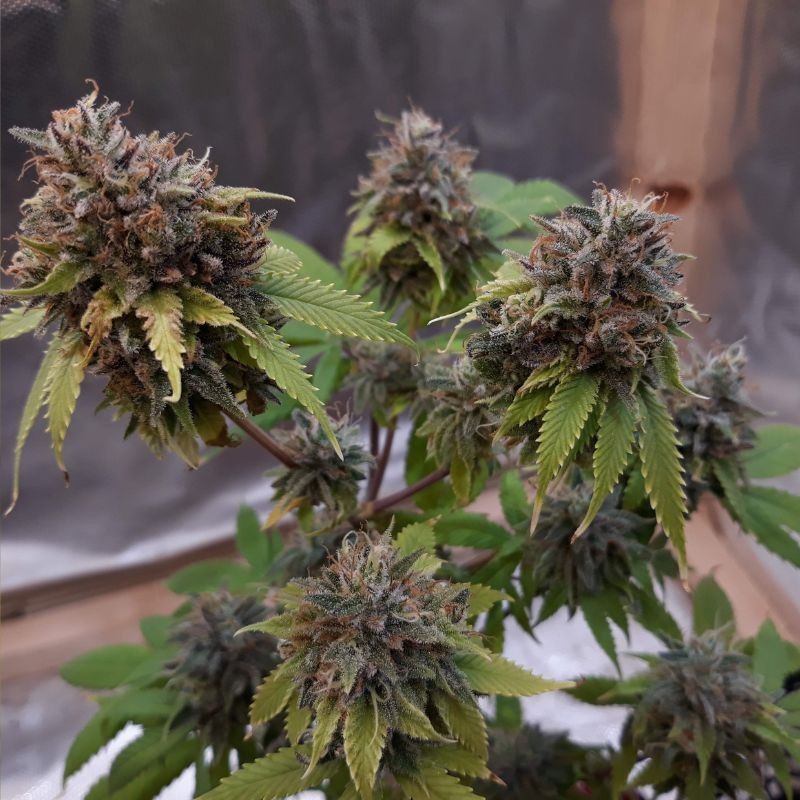 Nasiona medycznej marihuany Painkiller XL CBD - opis odmiany konopi