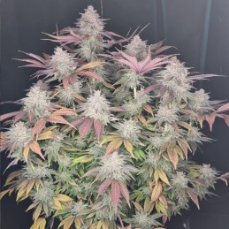 Nasiona marihuany automatyczne Northern Light Automatic - opis odmiany konopi