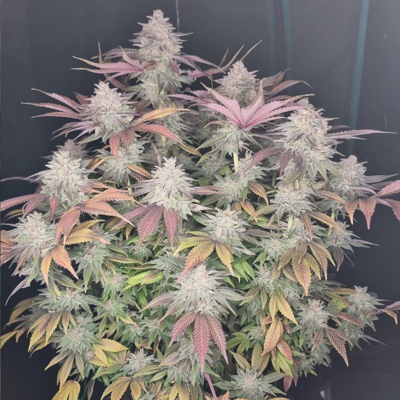 Nasiona marihuany automatyczne Northern Light Automatic - opis odmiany konopi