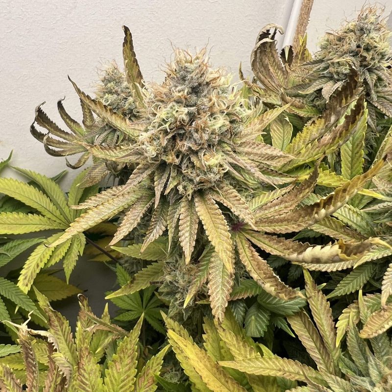 Nasiona marihuany Northern Light - opis odmiany konopi
