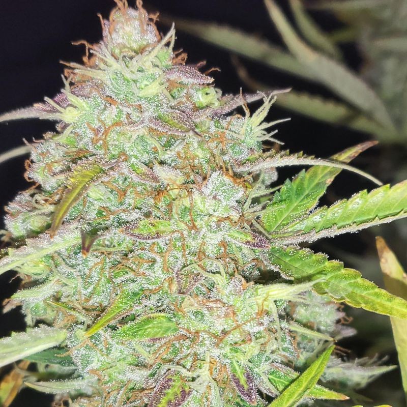 Nasiona marihuany North Thunderfuck - opis odmiany konopi