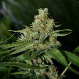 Medyczne nasiona marihuany Medical Mass CBD - opis odmiany konopi