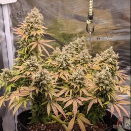 Nasiona marihuany Lemon Shining Silver Haze - opis odmiany konopi