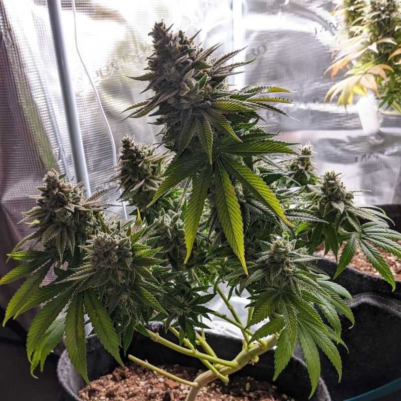 Nasiona marihuany Kali Dog - opis odmiany konopi