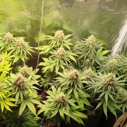 Nasiona marihuany HulkBerry - opis odmiany konopi