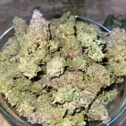 Nasiona marihuany Honey Cream (Fast Flowering) - opis odmiany konopi