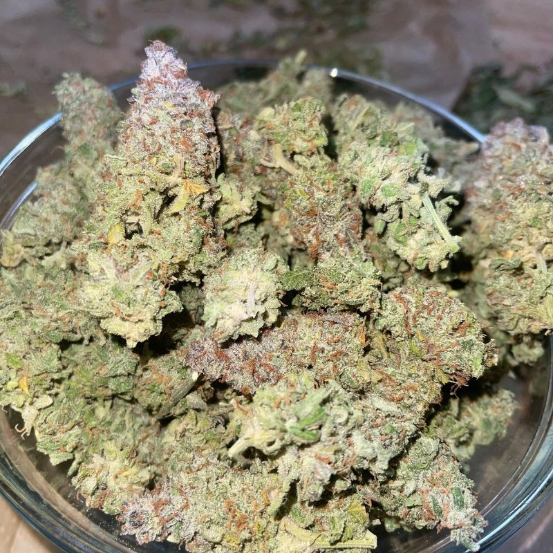 Nasiona marihuany Honey Cream (Fast Flowering) - opis odmiany konopi