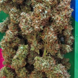 Nasiona marihuany Haze Berry - odmiana konopi