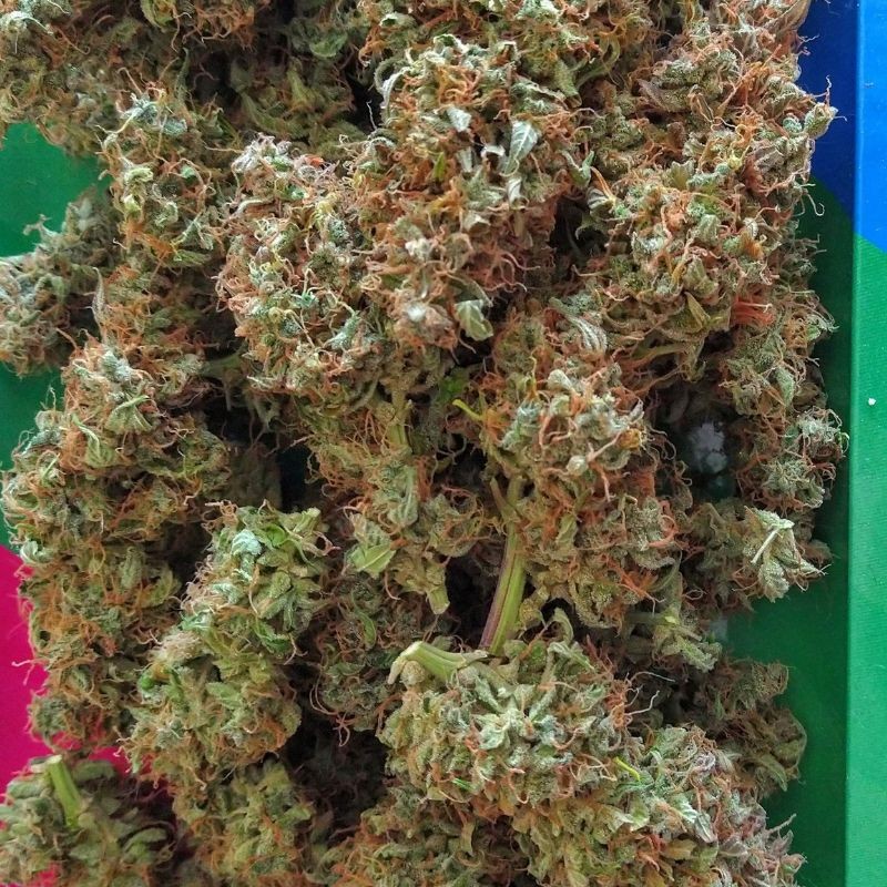 Nasiona marihuany Haze Berry - odmiana konopi